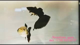 BLACK MOSCOW GUPPY - Черная Московская гуппи