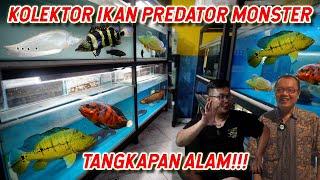 GREBEK KOLEKTOR IKAN PREDATOR WILD CAUGHT DAN MONSTER  !!!