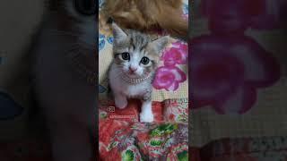 Cat Farhan gamer 232