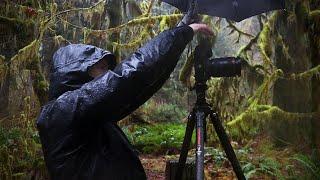 Landscape Photography in the Rain Forest