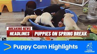 Puppy Cam Highlights - 2024 | Canine Companions #puppy #puppies #dog