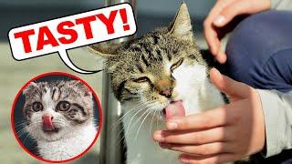 Why Does My Cat Lick Me? The Truth About Your Tasty Skin!