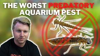 Causes, Dangers and Elimination of Damselfly & Dragonfly Nymphs - What is this Aquarium Pest?