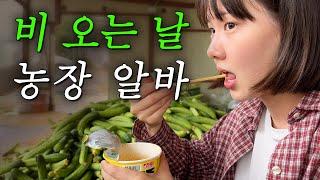 비 오는 날, 시골 농장 알바 브이로그