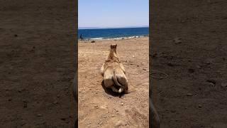 Camel enjoying the sea before ride #short #camel ￼#ride