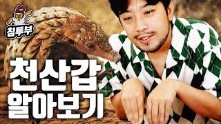 천산갑(Pangolin)에 대해 알아보자