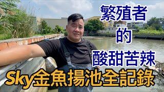 金魚繁殖場揚池全記錄,帶大家去看體型巨大的金魚要經過幾道考驗,金魚繁殖真的那麼那麼容易嗎？養魚人最真實的雖甜苦辣全部告訴你