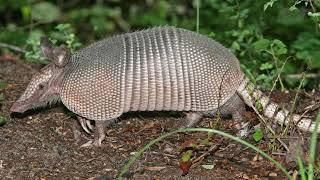 TPWDiscover | Armadillos at Martin Dies, Jr. SP