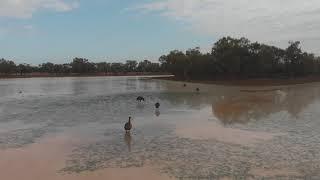 [Australia By drone] Quilpie Lake Emu - Queensland