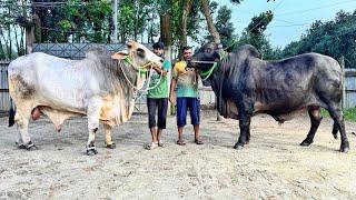 প্রয়াসের ২০২৫ সালের বড় গরুর কালেকশন দেখালেন আমাদের রিফাত ভাই 