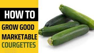 How to grow good marketable courgettes in 2023 #zucchinifarming #farminginkenya #Courgettesfarming