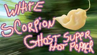 White Ghost Scorpion taste taste and review