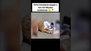 Грустные моменты которые были сняты  | Сырок #Грусть #Кот #Моменты #Печаль #Подпишись #Shorts