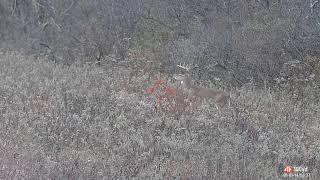 10 Point Buck shot with 350 Legend