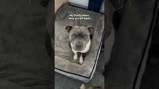 What other people think #dog #bluestaffy #englishstaffy