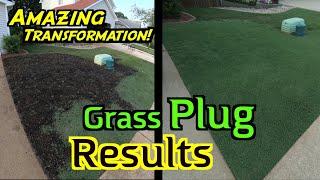 Bermuda Grass Plugs | Repairing Bare Spots | Low Mow with Rotary Lawn Mower