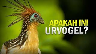 Burung Tapi Sapi - Hoatzin #AlamSemenit