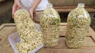 Making bean sprouts at home from plastic bottles is easy - both white and plump