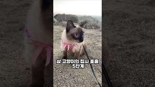 샴 고양이의 집사 호출 5단계