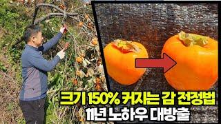 크기 150% 커지는 감 전정법 11년 노하우 대방출[위대한 실패]