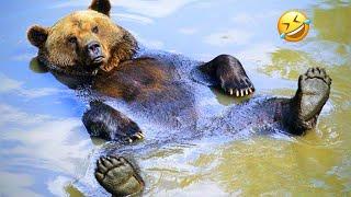 FUNNIEST Bear Compilation | Funny Bears Funniest Animals Videos | 10 Minutes Best Videos