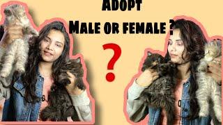 What are the difference between male and female Persian cat?|what to adopt ?|male and female persian