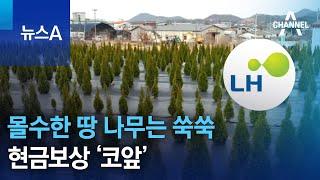 ‘LH 투기 사태’ 몰수한 땅 나무는 쑥쑥…현금보상 ‘코앞’ | 뉴스A