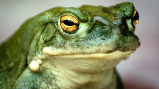 Desert Toad Facts: the Colorado River Toad  Animal Fact Files