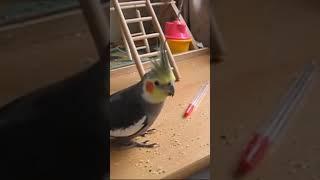 Cockatiel Learning a New Trick