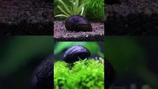 黑金剛螺也黏太緊了吧！到底怎麼拔，我要換缸啊！How to Pull Up an AQUARIUM SNAIL #Shorts