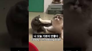 나 오늘 기분이 안좋다냥 [Today, I'm feeling blah]