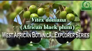 VITEX DONIANA (AFRICAN BLACK PLUM)