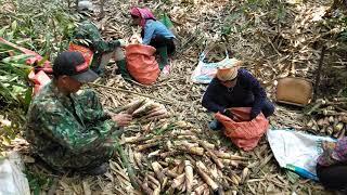 Măng Ngọt Đầu Mùa  NGƯỜI VÙNG CAO