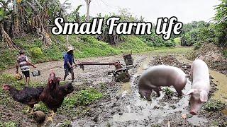 The Daily Life Of A Filipino Farmer / Rural Life In The Province