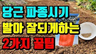 실패없는 당근 씨앗파종 적기와 밭만들기 발아잘되게 꿀팁