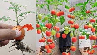 New skills! Growing a tomatoes tree with tomato fruit in pot