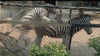 zebra meeting life in zoo part two