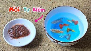 Kiếm Mồi Ngon Tự Nhiên Về Cho Cá Và Tin Buồn - Chim Mẹ Lại Nhẫn Tâm Bỏ Con Lần Nữa / Quế Nghịch