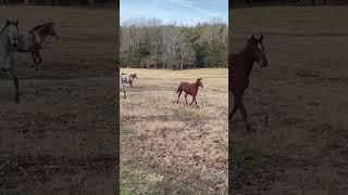 Horses Happy To See Cindy At The Farm