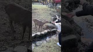 The most polite of deer here in Nara Japan #japan #travel #nara #deer Join us in Japan  ⬇️