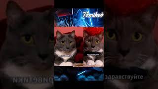 одеялкин vs  котийнет
