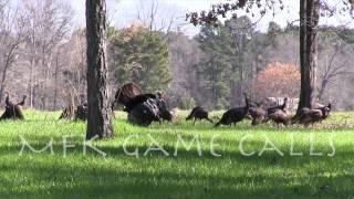 Real Wild Turkey Sounds