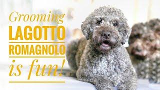 Grooming Lagotto Romagnolo is fun!