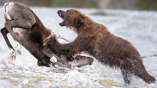 How does a GRIZZLY bear attack? A huge and furious predator that you can't escape from!