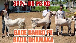 380/- Rs Pr Kg Se Bade Bakro Pe Bada Dhamaka Agwan Goat Farm Ki Taraf Se Bhiwandi Padgha