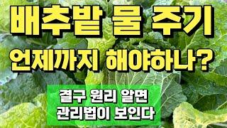 배추 결구기 물은 언제까지 줘야 할까? 배추의 결구 원리 알면 배추 물주기 와 관리법이 쉬워집니다