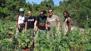 Strain Hunters Jamaica Expedition (Full Length)