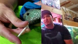 How to Beat Duck Lips Disease in Fish - Cause, Identify, & Successfully Treat