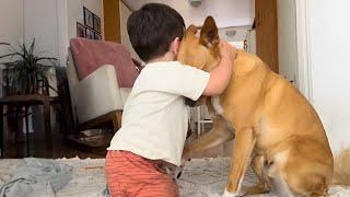 Dogs And His Baby Brother Share Every Emotional Together