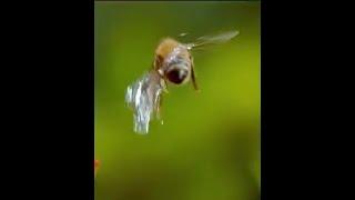 Bee hits humming bird, then gets hit by water droplet